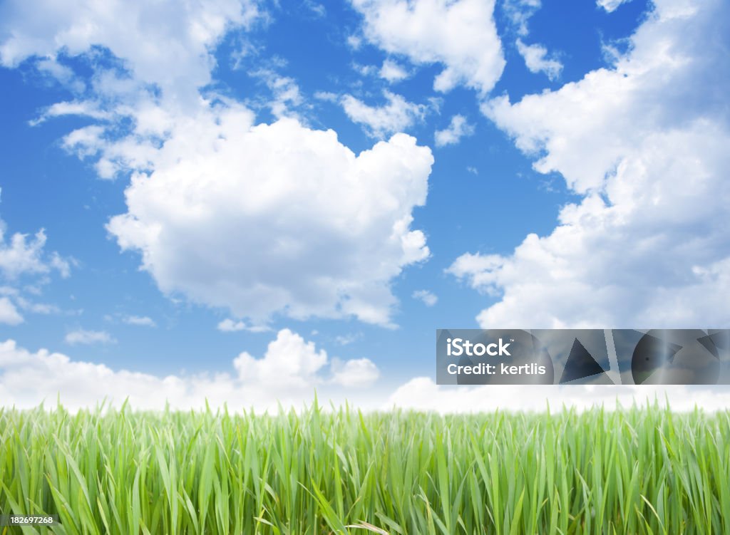 Herbe verte et ciel bleu - Photo de Agriculture libre de droits