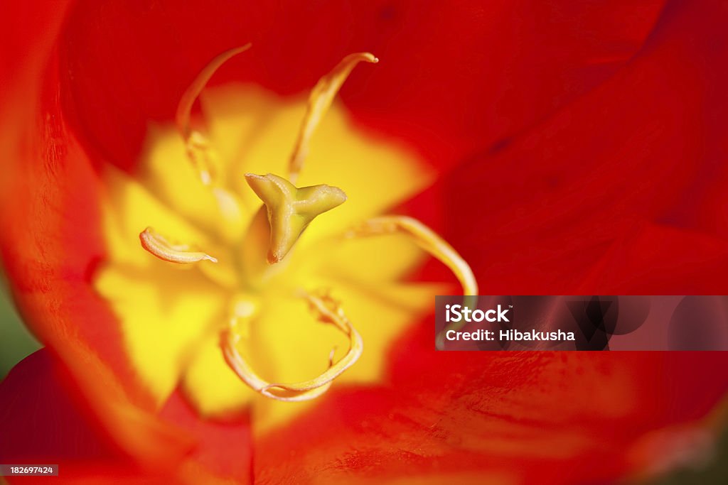 Tulipan wewnątrz - Zbiór zdjęć royalty-free (Abstrakcja)