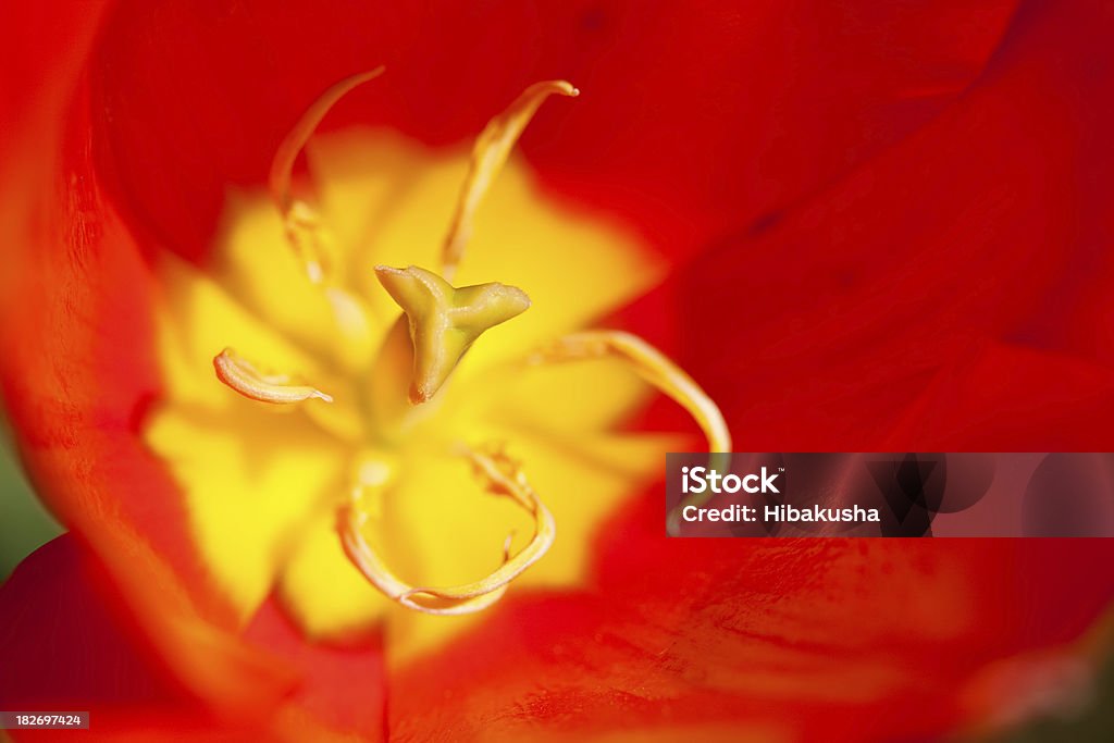 Tulipa no interior - Royalty-free Abstrato Foto de stock