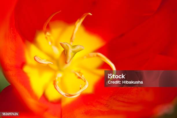 Tulipa No Interior - Fotografias de stock e mais imagens de Abstrato - Abstrato, Amarelo, Botânica - Ciência de plantas