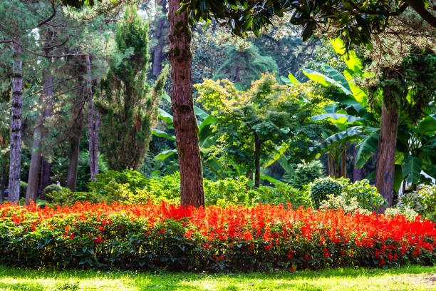 travel to Georgia - red flower illuminated by sun on seaside boulevard in Batumi city on sunny autumn day