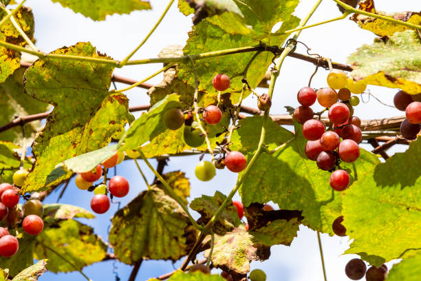 istock grapes on vineyard in Tskhemlara village in Adjara 1826975376
