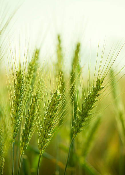 istock Fresh, green wheat in the field 182697590