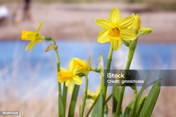 Daffodils Na Praia - Fotografias de stock e mais imagens de Narciso - Flor - Narciso - Flor, Praia, Amarelo