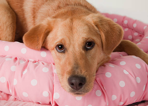 Yellow Labrador in Pink Polka-Dot Bed stock photo