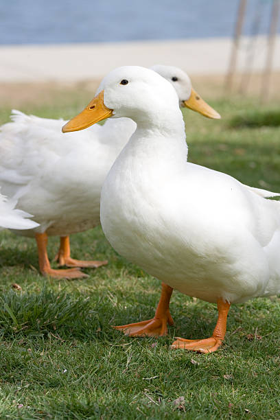 Two Ducks Looking At Opposite Directions Stock Photo - Download