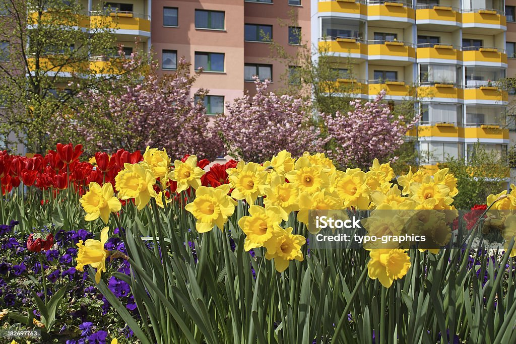 Garden flowers, тюльпан, Нарцисс, Pansies - Стоковые фото Паннельная постройка роялти-фри