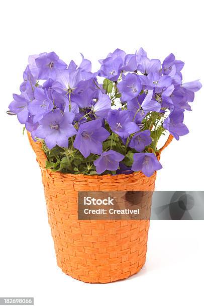 Azul Campânula Em Vaso De Flor - Fotografias de stock e mais imagens de Azul - Azul, Campânula - Flor temperada, Cesto