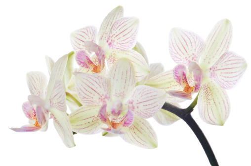 Isolated white-pink orchids