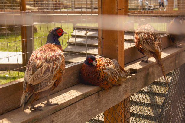 istock Beautiful quail on a bird farm in a cage 1826983377