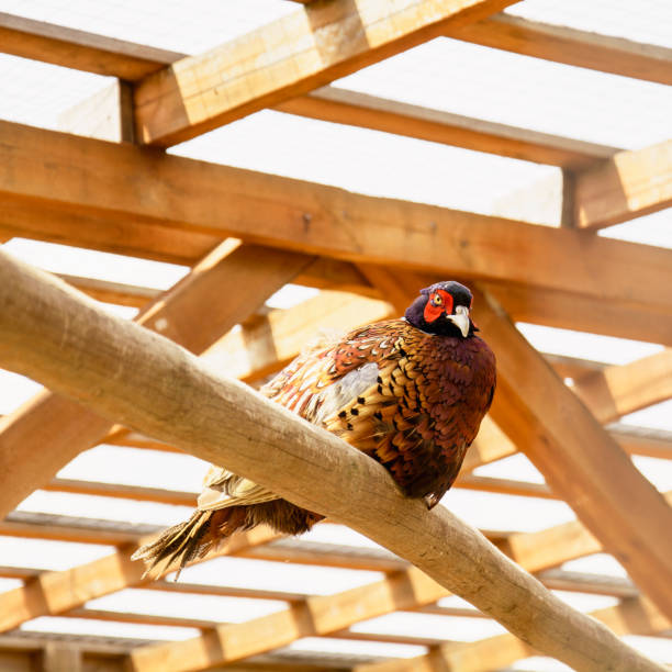 istock Beautiful quail on a bird farm in a cage 1826983392