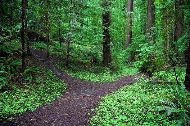 A forked path in a lush green forest  A fork in a path through a vibrant forest. forked road photos stock pictures, royalty-free photos & images