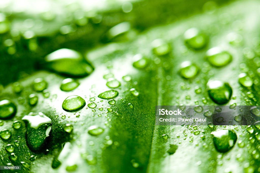 Raindrops em folhas verdes - Foto de stock de Borrifo royalty-free