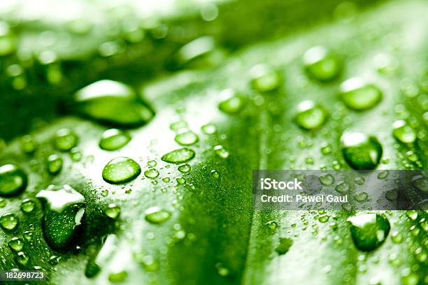 Foto de Raindrops Em Folhas Verdes e mais fotos de stock de Borrifo - Borrifo, Brilhante - Luminosidade, Chuva