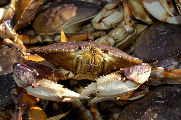 istock Close-up of Live Crabs in Shipping Container 182698752