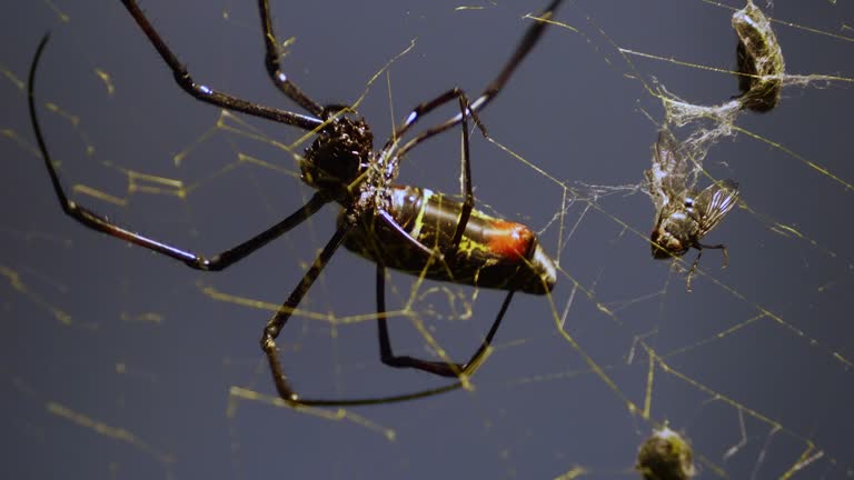 An orb weaver spider