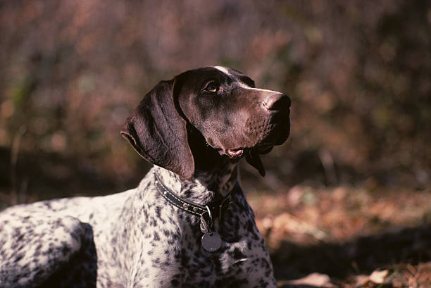 istock German Shorthair pointer, outdoors 182698981