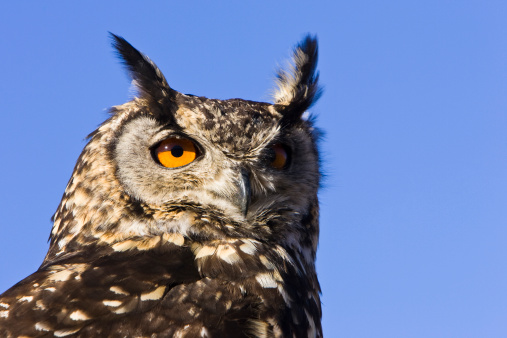 Head of a Cape Eagle Owl (Bubo capensis) with eyes gazing into the distance with ear tufts upright.