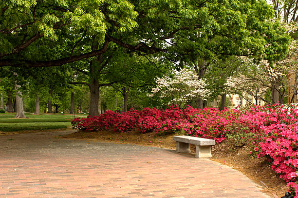 Springtime on Campus Spring flowers bloom on the campus of the University of North Carolina, Chapel Hill. chapel hill photos stock pictures, royalty-free photos & images