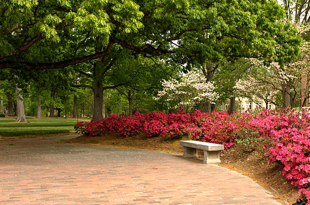 Springtime on Campus Spring flowers bloom on the campus of the University of North Carolina, Chapel Hill. university of north carolina stock pictures, royalty-free photos & images