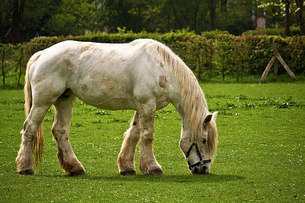 istock dirty white Horse out at feed 182699053