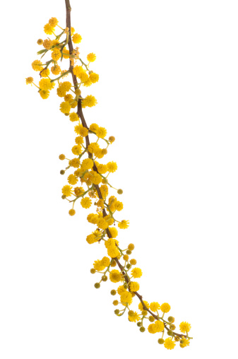 Australian Wattle (acacia) flowers on white background