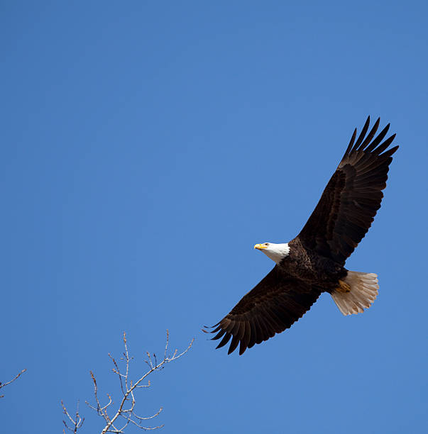 istock Proud American Bald Eagle Flying in Blue Sky, Leadership, Freedom 182699207