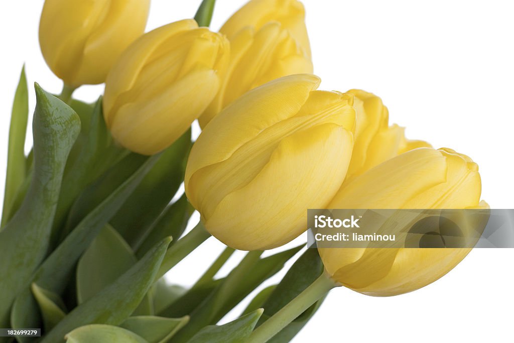tulips bouquet of yellow tulipsother files: Beauty In Nature Stock Photo