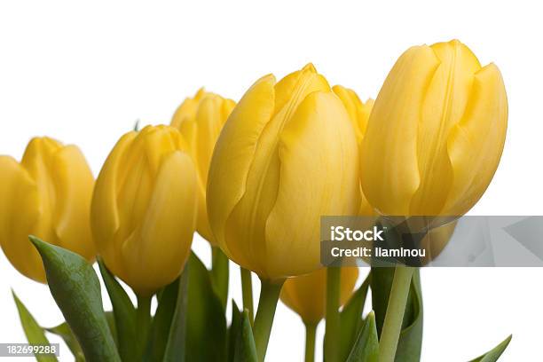 Tulips Stock Photo - Download Image Now - Beauty In Nature, Bouquet, Bud