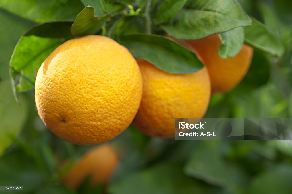 Fresh oranges Oranges hanging on a branch Valencia Orange Stock Photo
