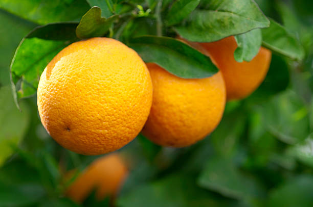 Fresh oranges Oranges hanging on a branch valencia orange stock pictures, royalty-free photos & images