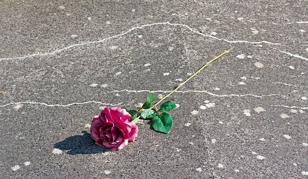 istock lonely rose, memorandum 182699386