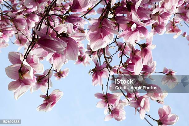 매그놀리아 잎과 봄 0명에 대한 스톡 사진 및 기타 이미지 - 0명, 3월, 4월