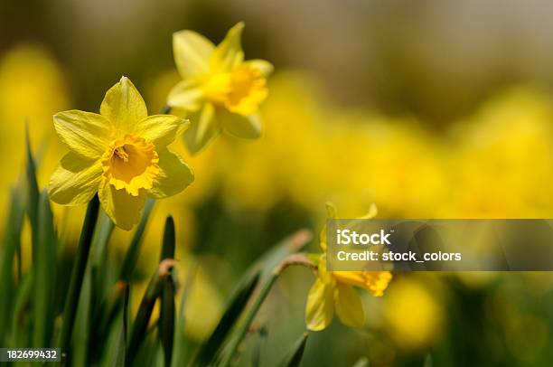 Dafodill Stock Photo - Download Image Now - Daffodil, Springtime, Yellow