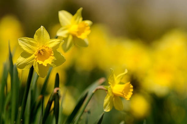 dafodill - daffodil flower yellow plant imagens e fotografias de stock