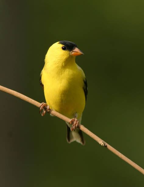 istock Male Goldfinch 182699477