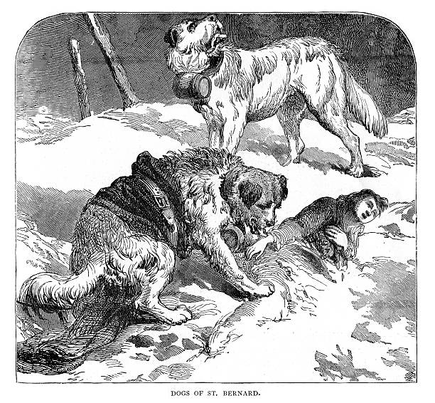 Dogs of St Bernard Vintage engraving of Dogs of St Bernard. rescue dogs stock illustrations