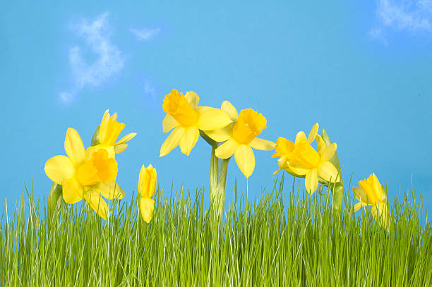 lis de pâques, herbe, sky - spring daffodil flower sky photos et images de collection