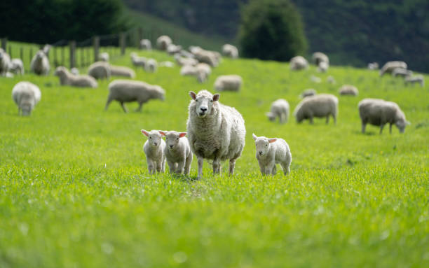 pecora e agnello nel paddock - ovino foto e immagini stock