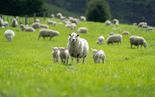 Large group of sheeps on green meadow