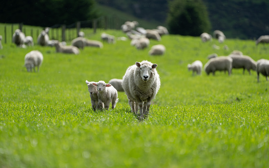 Green paddock with Sheep and lambs on a New Zealand farm