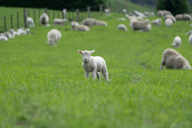 funny image of a cute lamb in spring