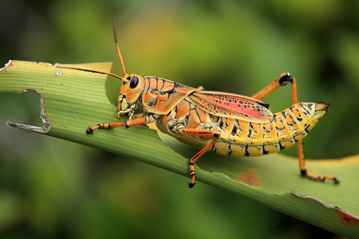 A vibrant green and yellow grasshopper perched on a slender twig in a natural setting