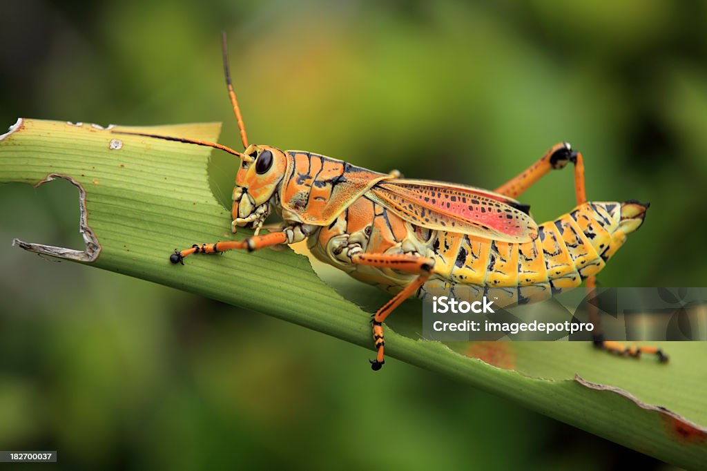 grasshopper close up shot of grasshopper in green. Grasshopper Stock Photo