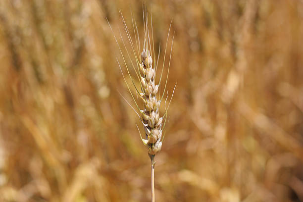 золотой пшеница - genetic research rural scene wheat photosynthesis стоковые фото и изображения