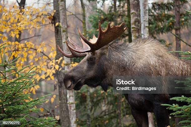 Bull Moose Close Up Xxl Stock Photo - Download Image Now - Alaska - US State,  Animal, Animal Wildlife - iStock