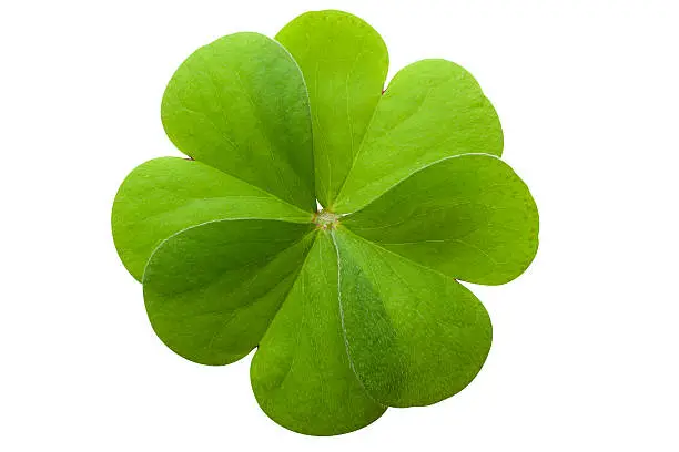 Photo of Four leaf clover