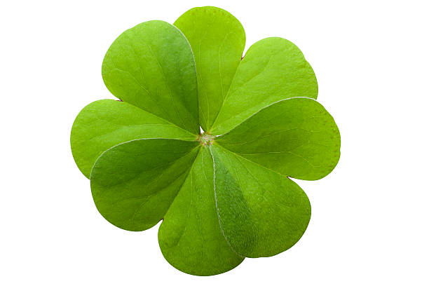 czterolistna koniczyna - clover st patricks day four leaf clover luck zdjęcia i obrazy z banku zdjęć