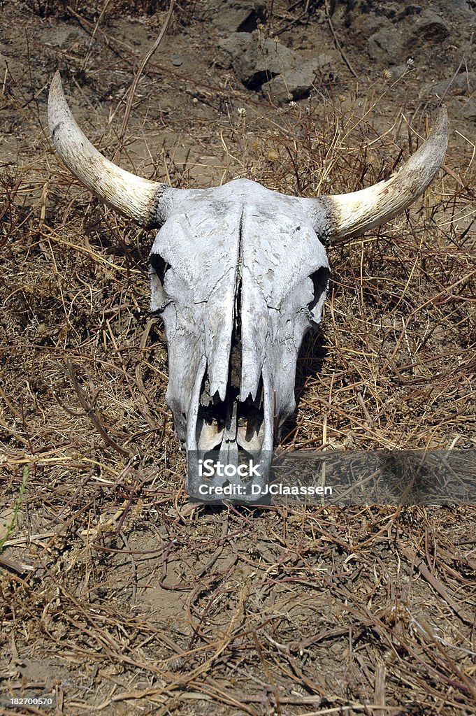 Teschio di mucca 2 - Foto stock royalty-free di Ambientazione esterna