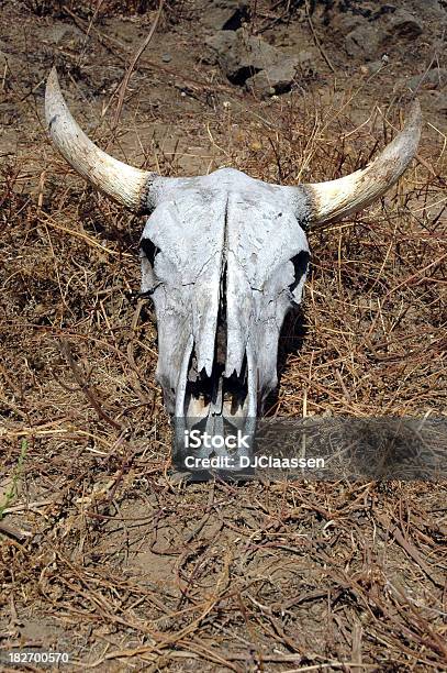 Teschio Di Mucca 2 - Fotografie stock e altre immagini di Ambientazione esterna - Ambientazione esterna, America Latina, Animale